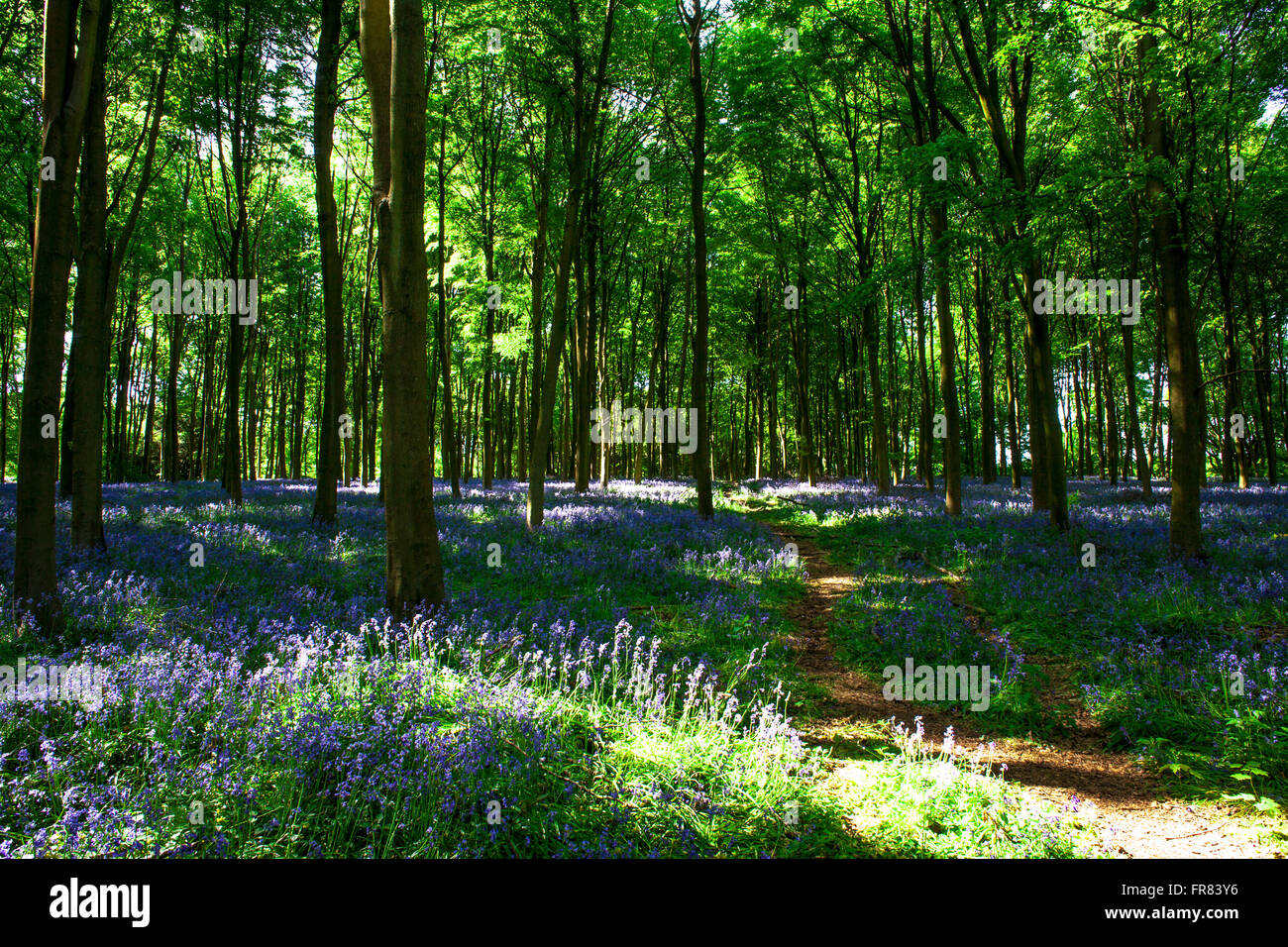 Bluebell Wood Micheldever , Hampshire .Angleterre Banque D'Images