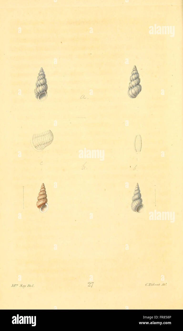 American Conchology (planche 27) présente des illustrations détaillées de diverses espèces de coquilles trouvées en Amérique du Nord. La plaque présente une variété de mollusques, en se concentrant sur leurs caractéristiques uniques et leur classification dans le domaine plus large de la conchologie. Banque D'Images
