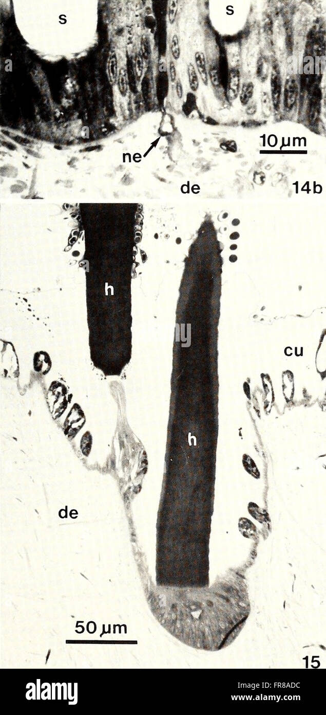 L'American Malacological Bulletin (1988) publie des recherches sur les mollusques, axées sur la taxonomie, le comportement et l'écologie. Il présente des études sur une variété d'espèces, contribuant à une compréhension plus large de la biologie et de la conservation des mollusques. Banque D'Images
