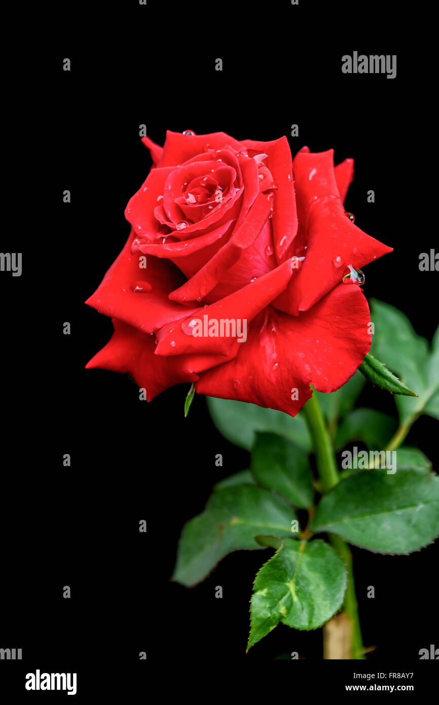 Rose rouge qui a une goutte d'eau sur fond noir Banque D'Images