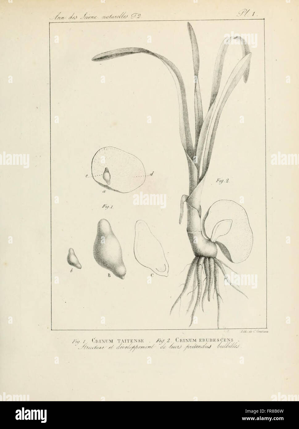 Ce volume (T.2 PL. 1) des Annales des Sciences naturelles fournit des recherches scientifiques et des découvertes liées aux sciences naturelles, couvrant divers domaines dont la biologie, la géologie et la chimie. Banque D'Images