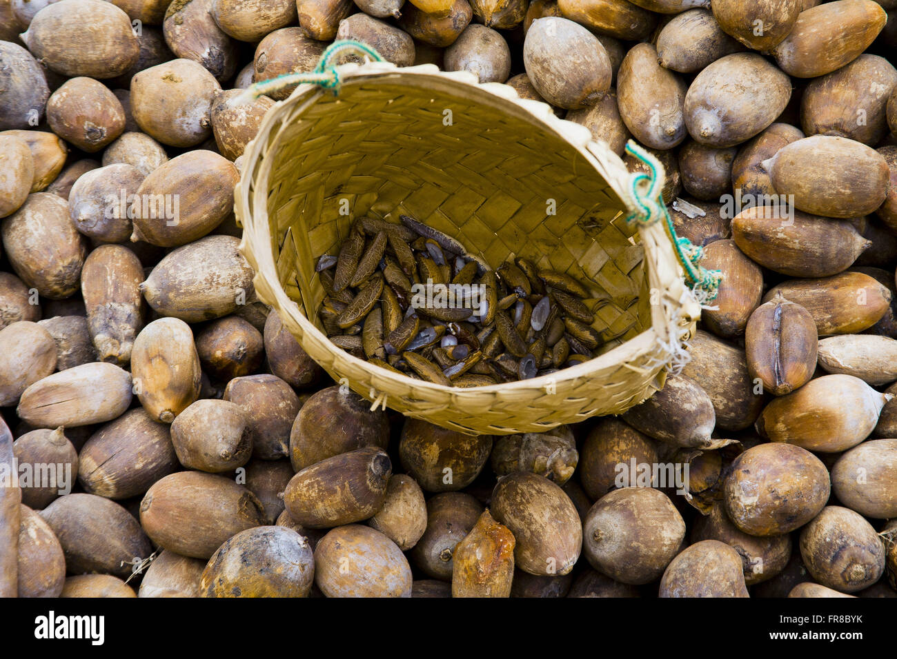 Dans la noix de coco châtaignes babacu région du Bec de perroquet Banque D'Images