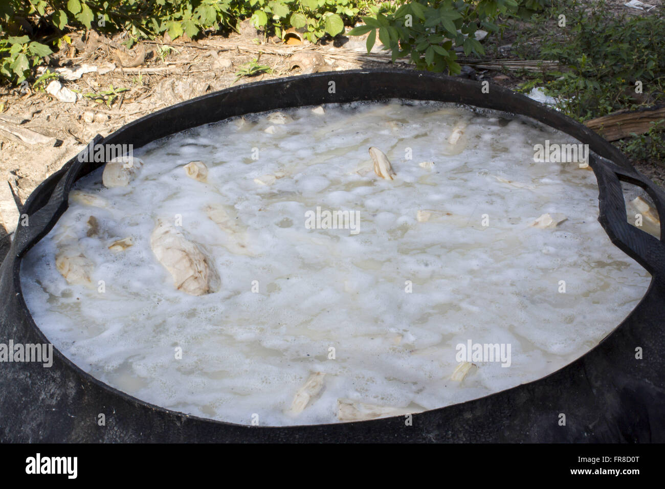 De la fermentation du manioc pour la préparation de la farine de manioc Banque D'Images