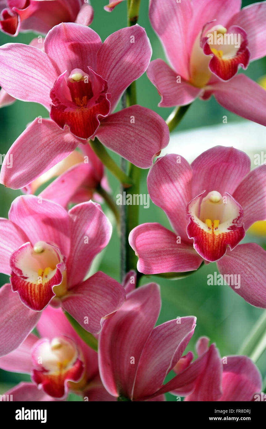 Fleurs d’orchidées Banque D'Images