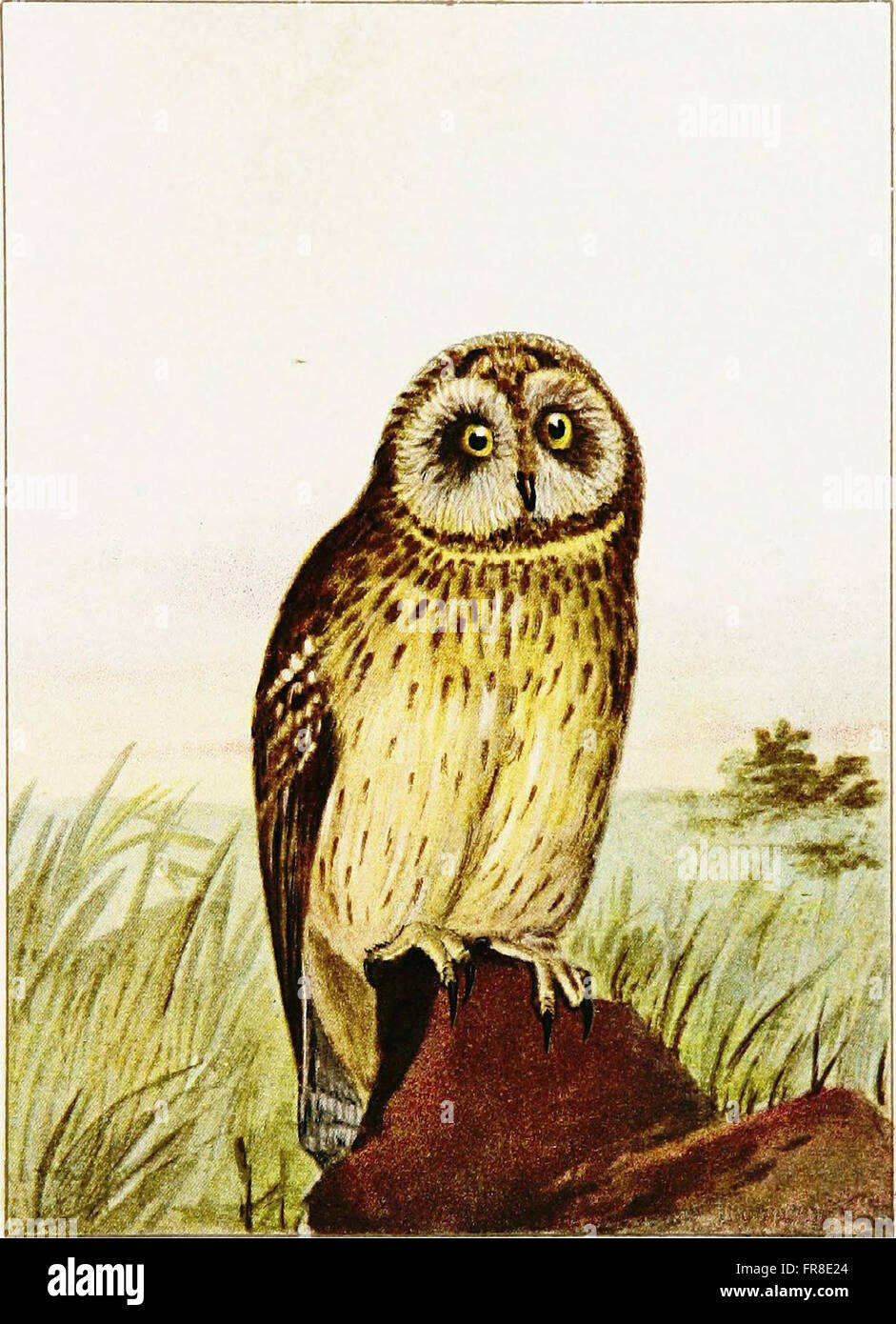 Ce guide de 1901 donne un aperçu des espèces d'oiseaux communes, en mettant l'accent sur leur identification, leurs comportements et leurs habitats, offrant de précieuses informations aux ornithologues et aux naturalistes. Banque D'Images