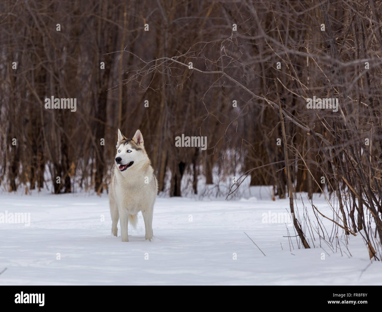 Husky, tournant dans la neige Banque D'Images