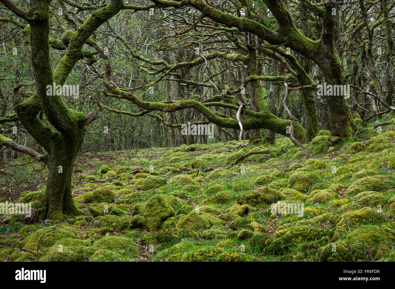 Bois moussus magique à la réserve naturelle nationale de Canol dans Pembrokeshire, Pays de Galles. Banque D'Images