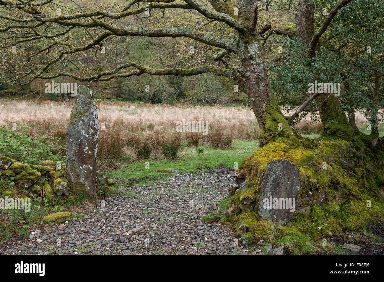 Sentier de la réserve naturelle de Canol dans Pembrokeshire, Pays de Galles. Banque D'Images