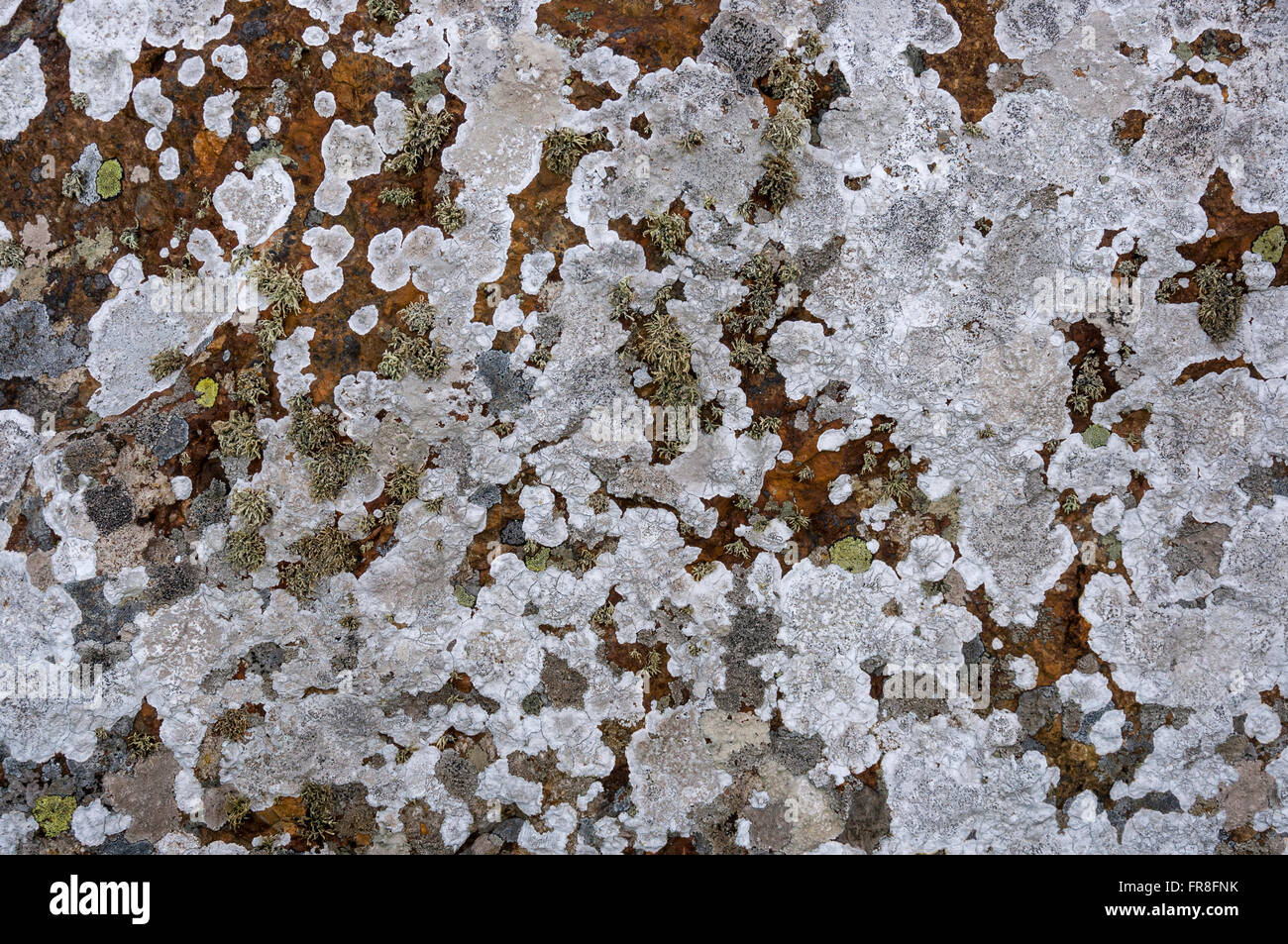 Colonie de lichens poussant sur une dalle de pierre sur la côte de Pembrokeshire, Pays de Galles de l'ouest. Banque D'Images