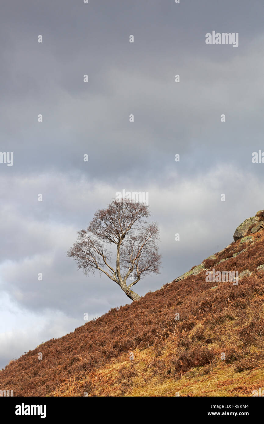Arbre isolé au printemps sur le Perthshire moorland Banque D'Images
