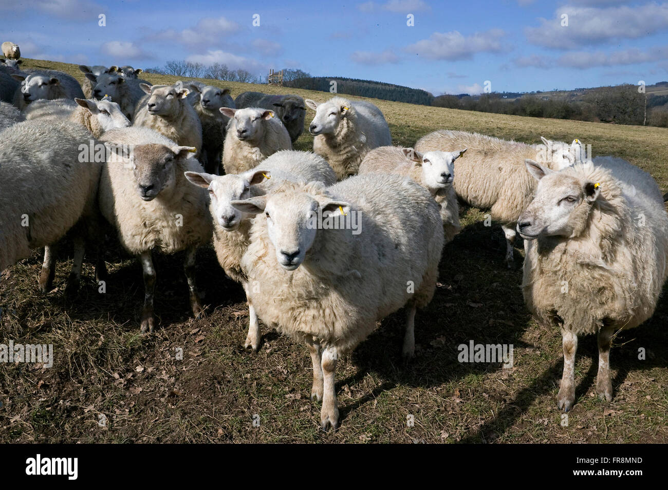 Moutons dans le soleil sur le foin Bluff, Montagne Noire Banque D'Images