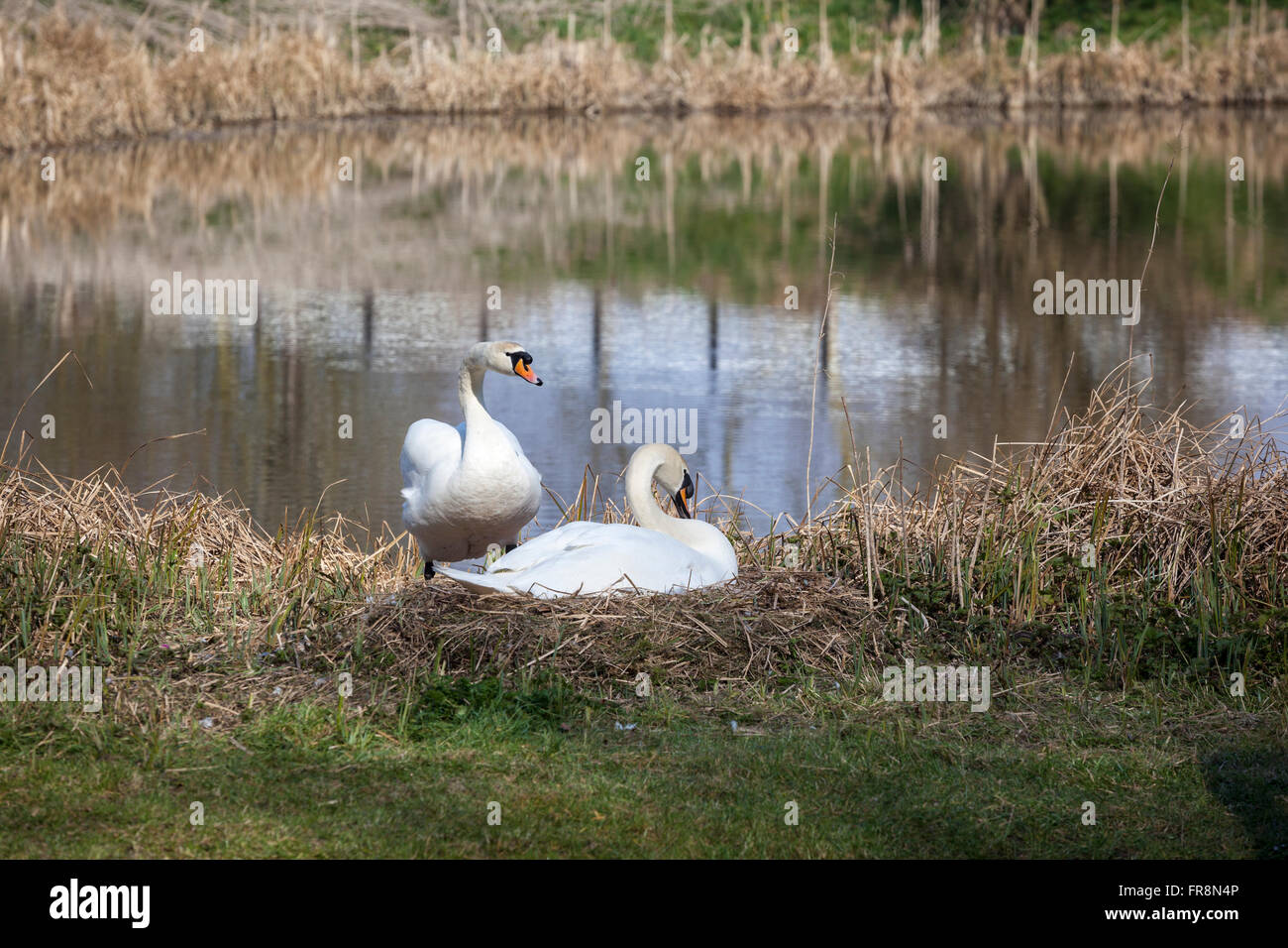 Mute swans nichant, Kennet et Avon Canal, Devozes, Wiltshire, Angleterre, Royaume-Uni Banque D'Images