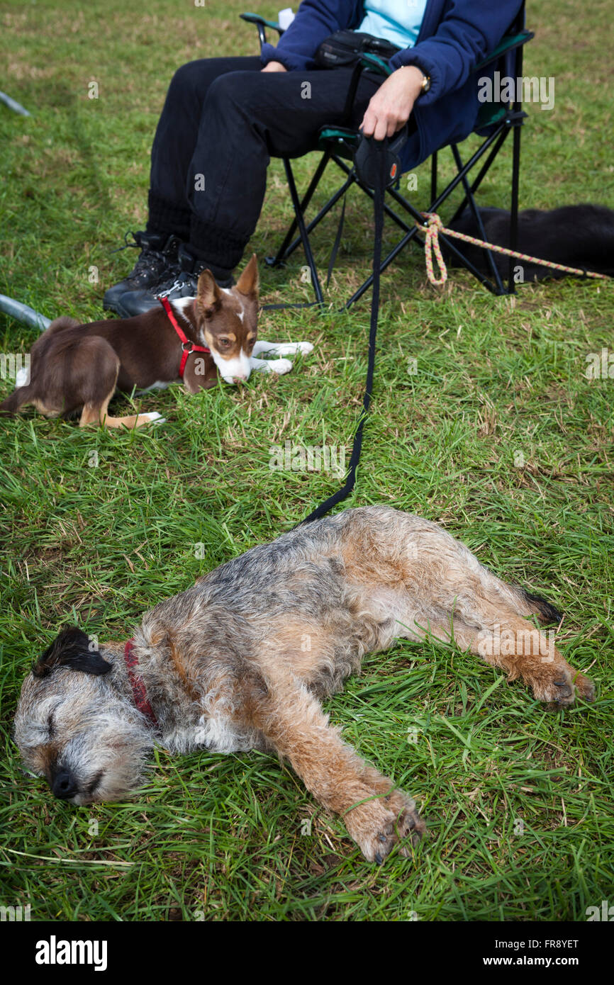 Une exposition canine dans une ville britannique avec de petits et grands chiens sur show et en concurrence. Banque D'Images