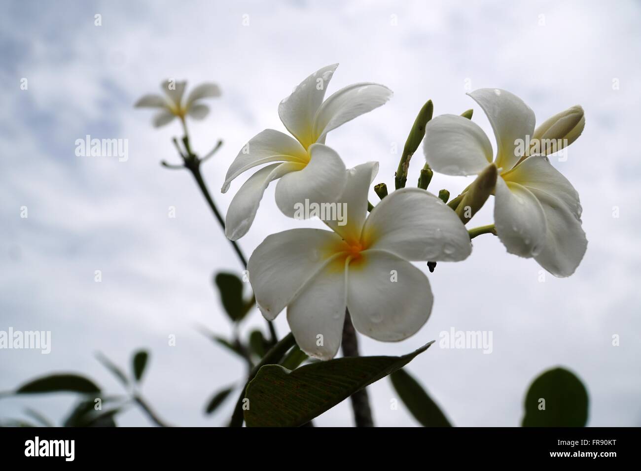Fleurs blanches à centre jaune Banque de photographies et d'images à haute  résolution - Alamy