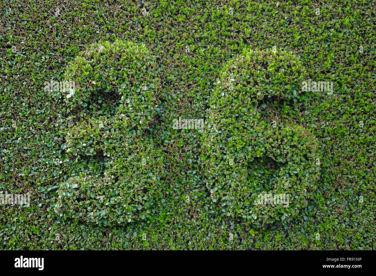Numéros de maison style topiaire clipsé dans une haie de troènes dans un cadre résidentiel, Banque D'Images