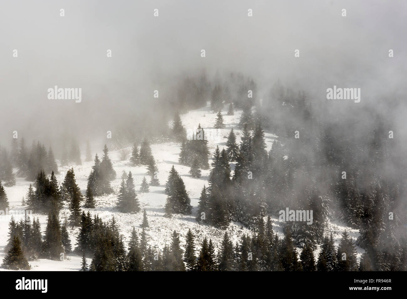 Forêt de pins est vu dans le brouillard couvert de neige pendant l'hiver. Banque D'Images