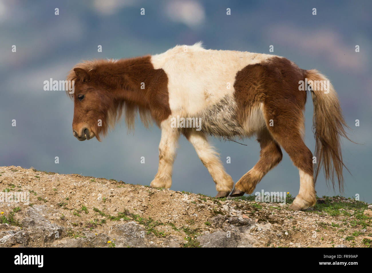 Pony (Equus caballus), la marche en haut d'un rocher, Montecorvino Ceraso, Campanie, Italie Banque D'Images