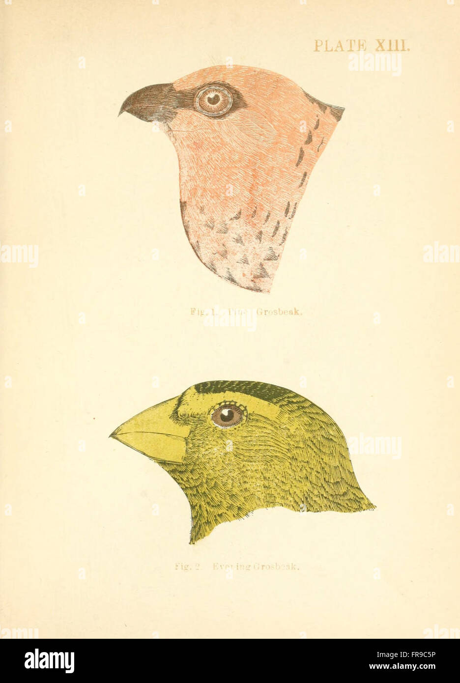 Le 'Handbook of Sparrows, Finches, etc, of New England' (planche XIII) fournit des descriptions détaillées et des illustrations de diverses espèces d'oiseaux trouvées dans la région, en se concentrant sur les moineaux et les pinsons. Il comprend des informations sur leurs caractéristiques, habitats et comportements, servant de ressource pour les ornithologues et les ornithologues. Banque D'Images