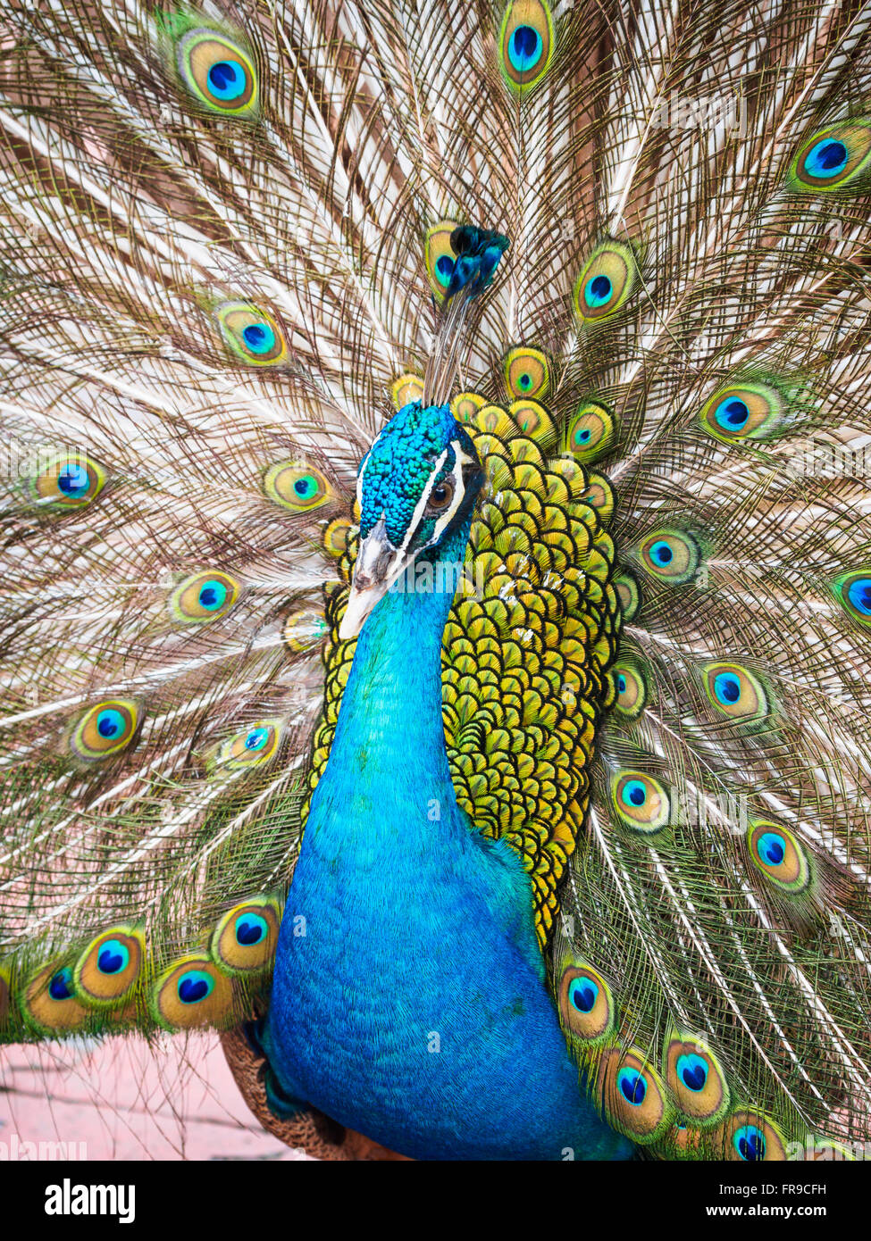 Mâle bleu paon (Pavo cristatus) Affichage avec sa queue posée Banque D'Images
