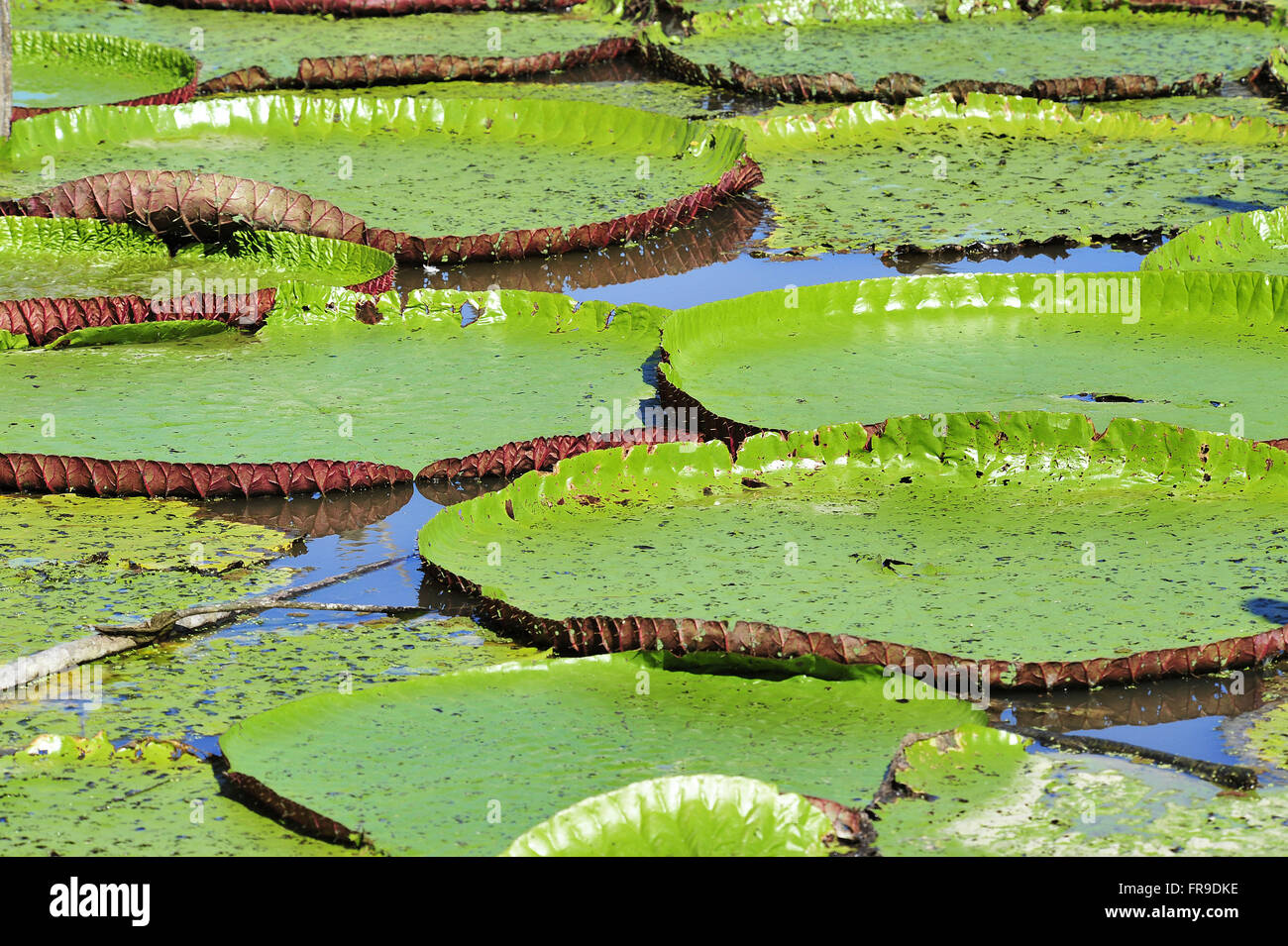 Étang avec de l'eau lily - Victoria Amazonica Banque D'Images