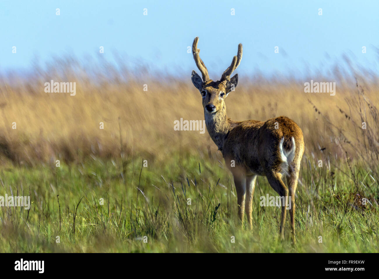 Le Cerf des Pampas de l'homme adulte Parc national Serra da Canastra Banque D'Images