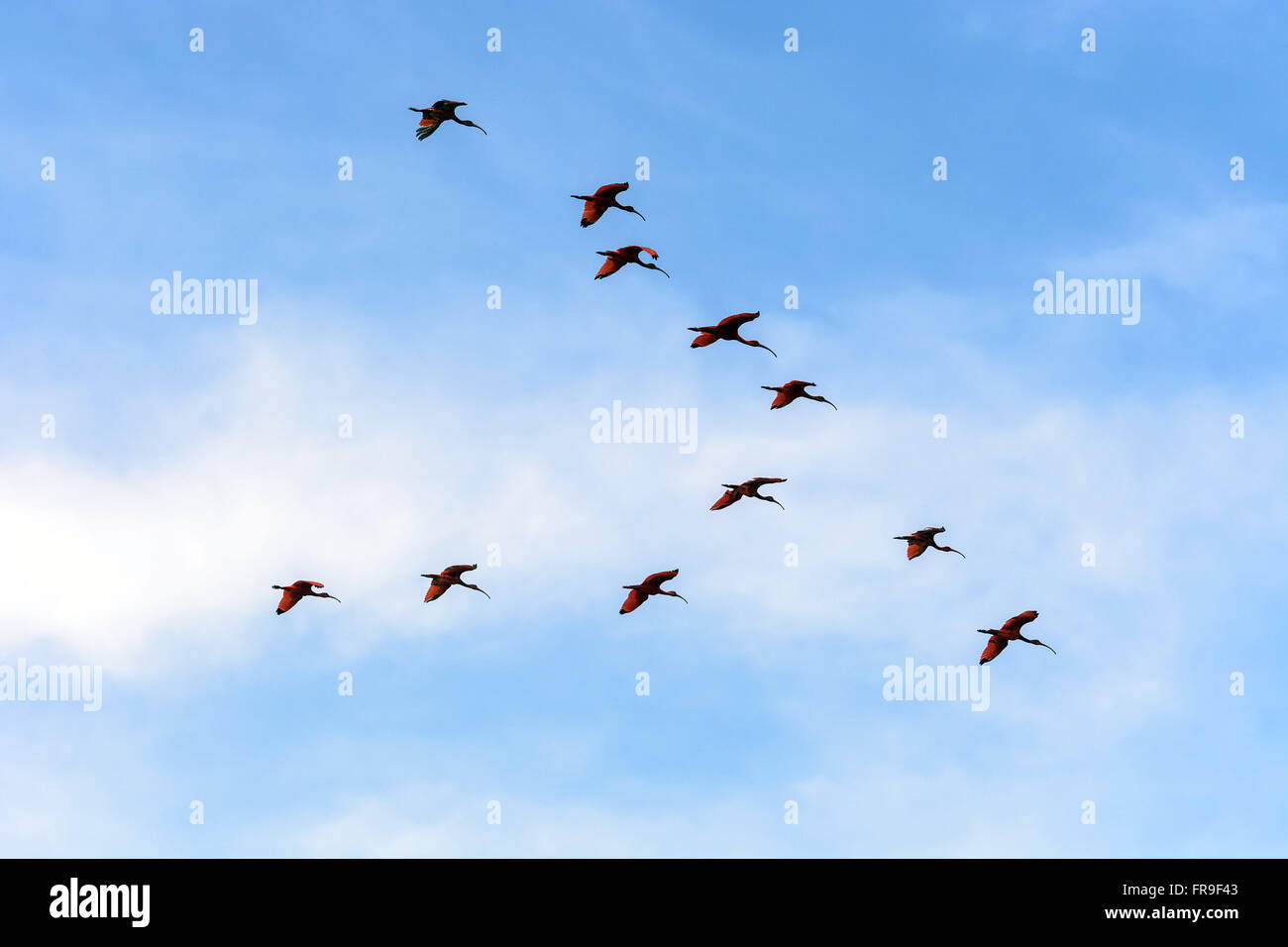 The Guaras groupe vol en formation dans le Delta du Parnaíba Banque D'Images