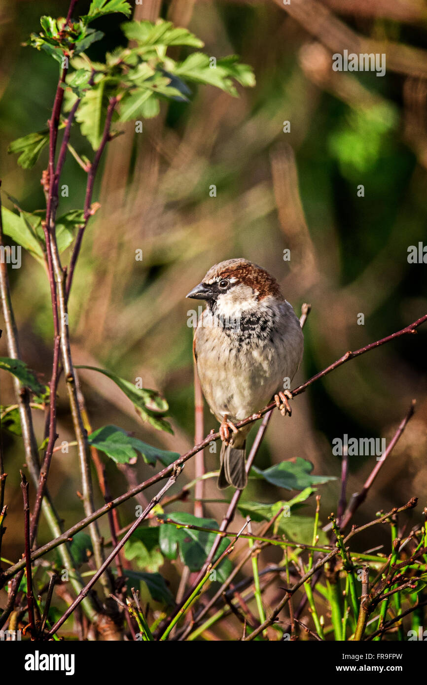 Moineau domestique mâle Banque D'Images