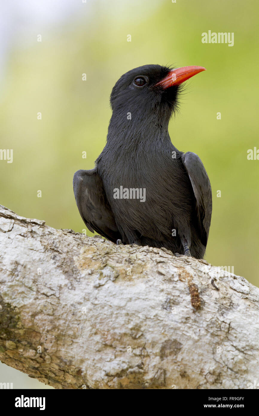Bec d'oiseau-les également connu sous le nom de cris et d'appels en Umbrella-Black parapluie Banque D'Images