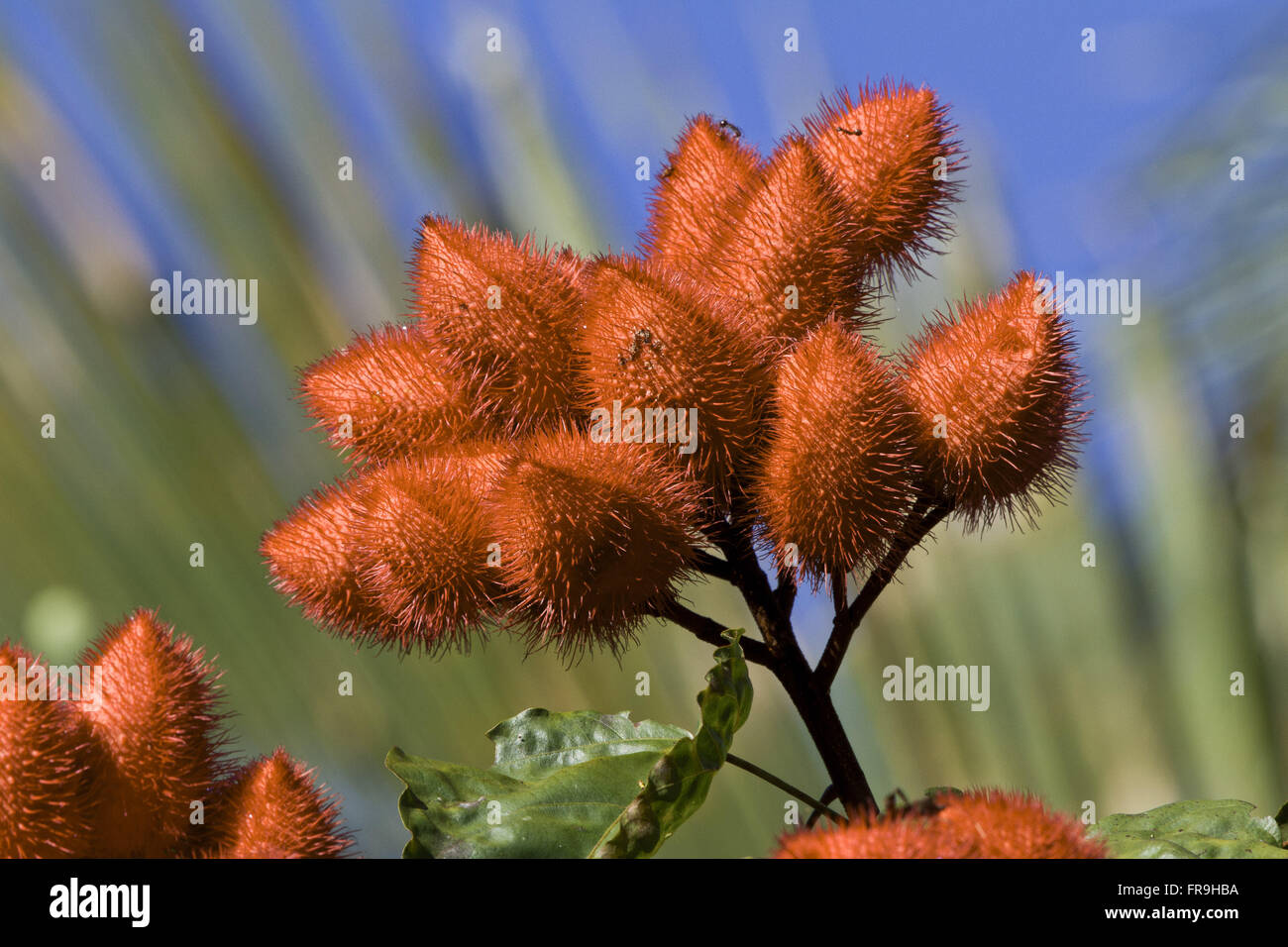 Bouquet d'annatto - Bixa orellana Banque D'Images