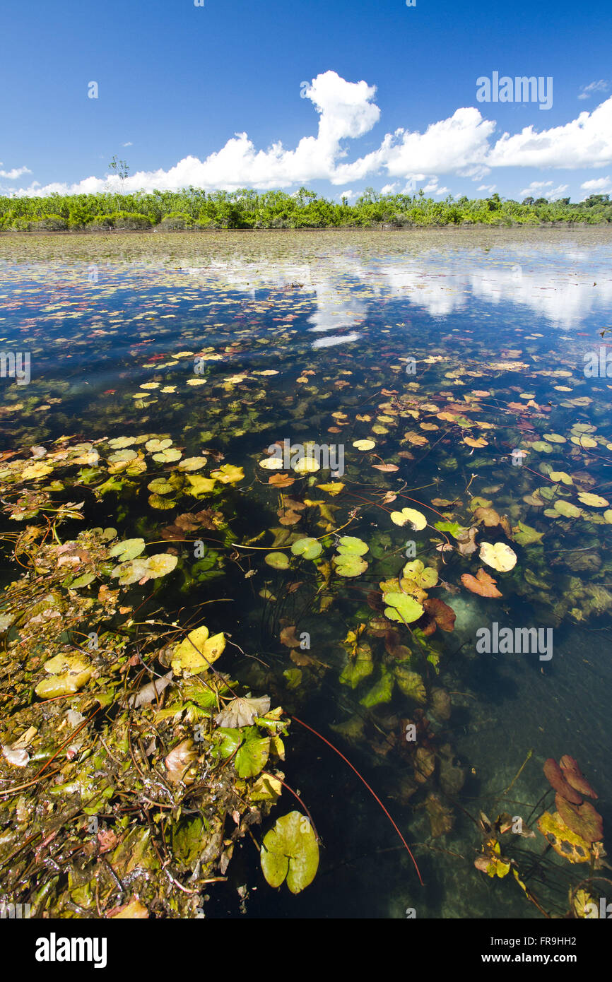 Blue Lagoon avec jardin en contrebas de la réserve Indigena Kayabi tribu Caiabi - Banque D'Images
