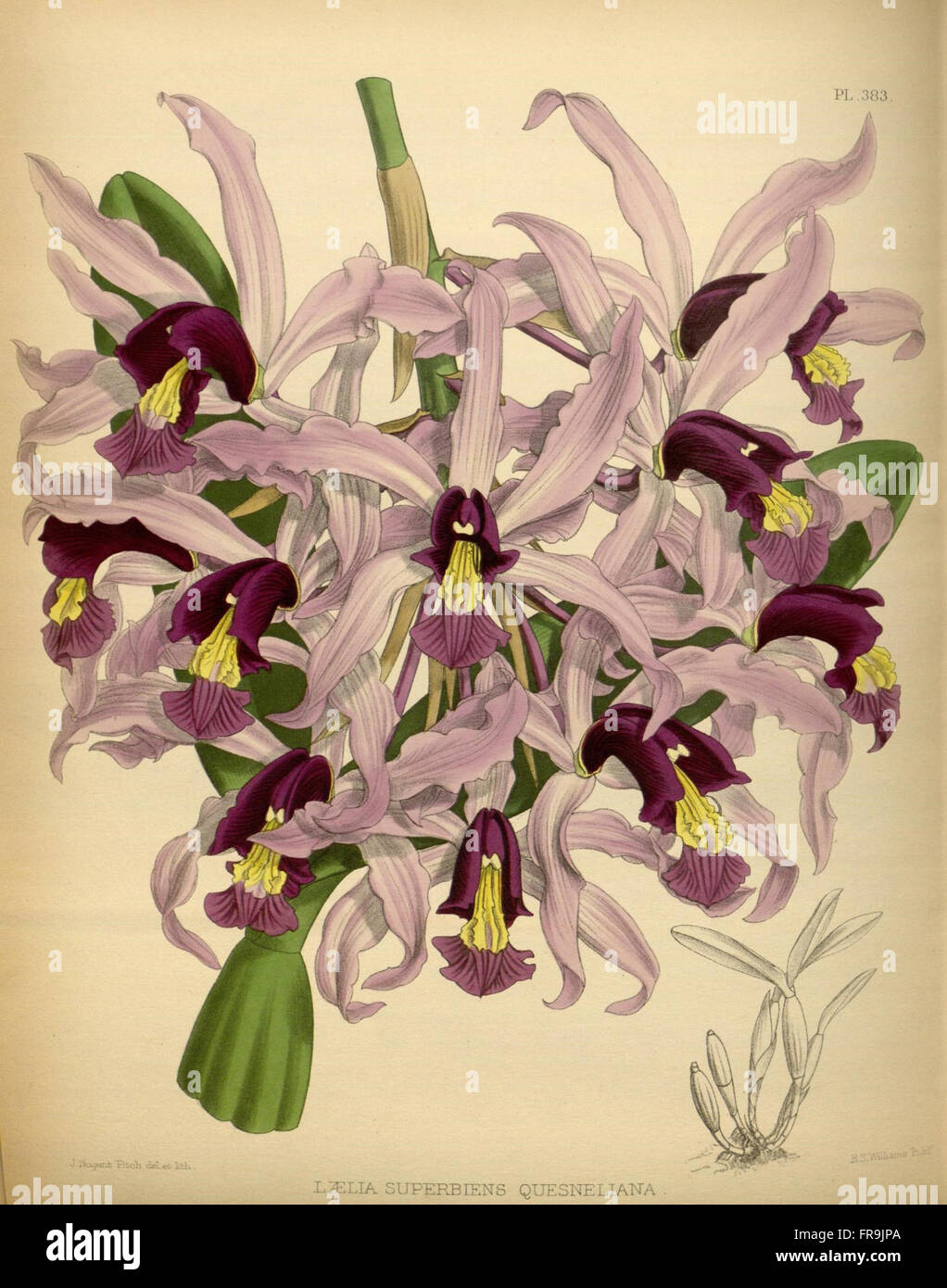 R. Warner & B. SC. Williams - l'Orchid Album - Volume 08 - pla Banque D'Images