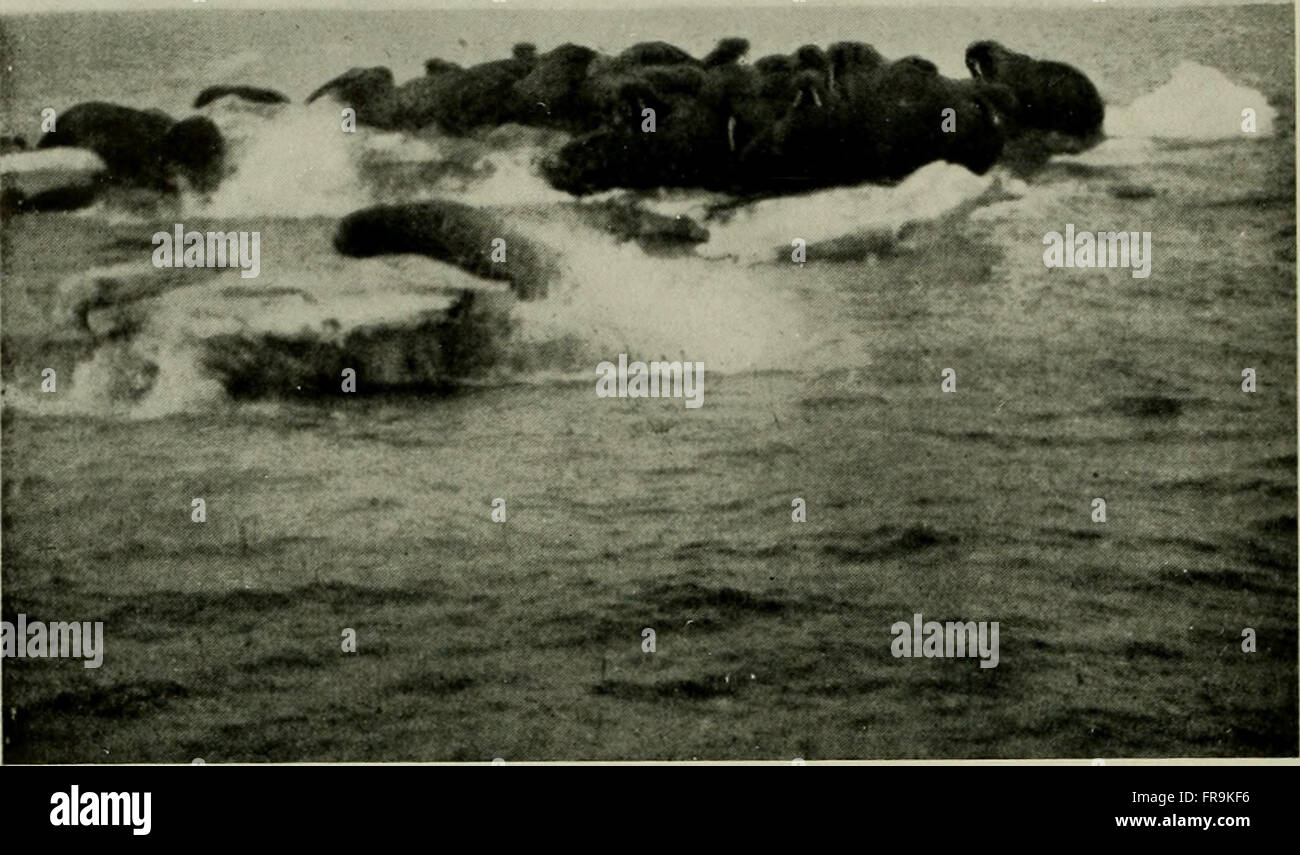 'The American Museum Journal' publié de 1900 à 1918, couvrant un éventail de sujets liés à l'histoire naturelle, l'anthropologie et la recherche scientifique, avec des articles détaillés et des études d'experts dans divers domaines. Banque D'Images