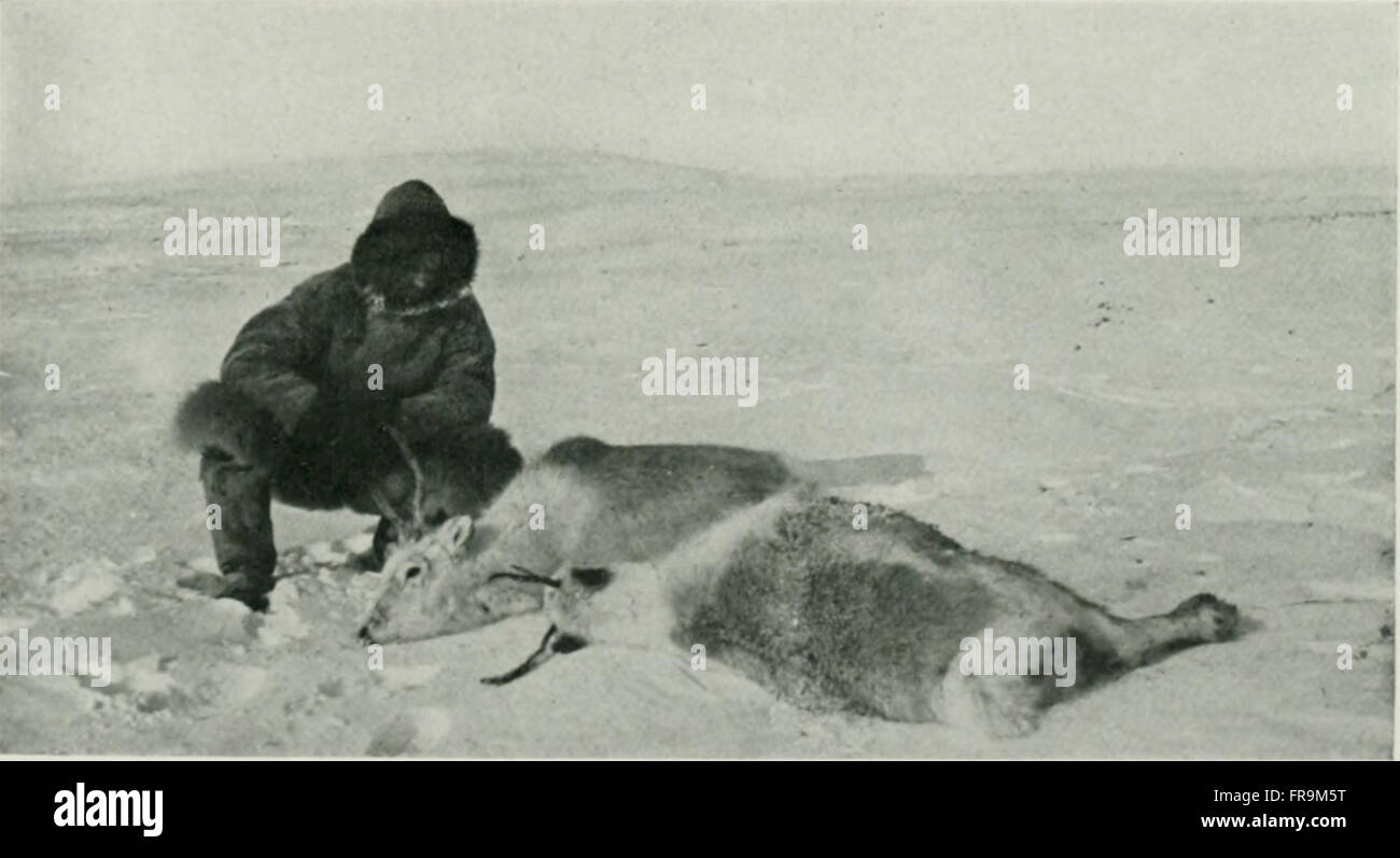 L'American Museum Journal (c1900-1918) couvre un large éventail de sujets liés à l'histoire naturelle, l'anthropologie, l'archéologie et la paléontologie, mettant en valeur les recherches et les découvertes muséales. Banque D'Images