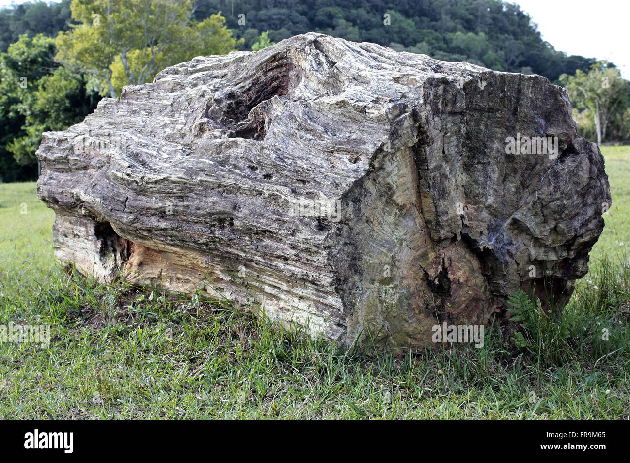 Tronc d'arbre fossilisé - petrified - datée du c. Banque D'Images