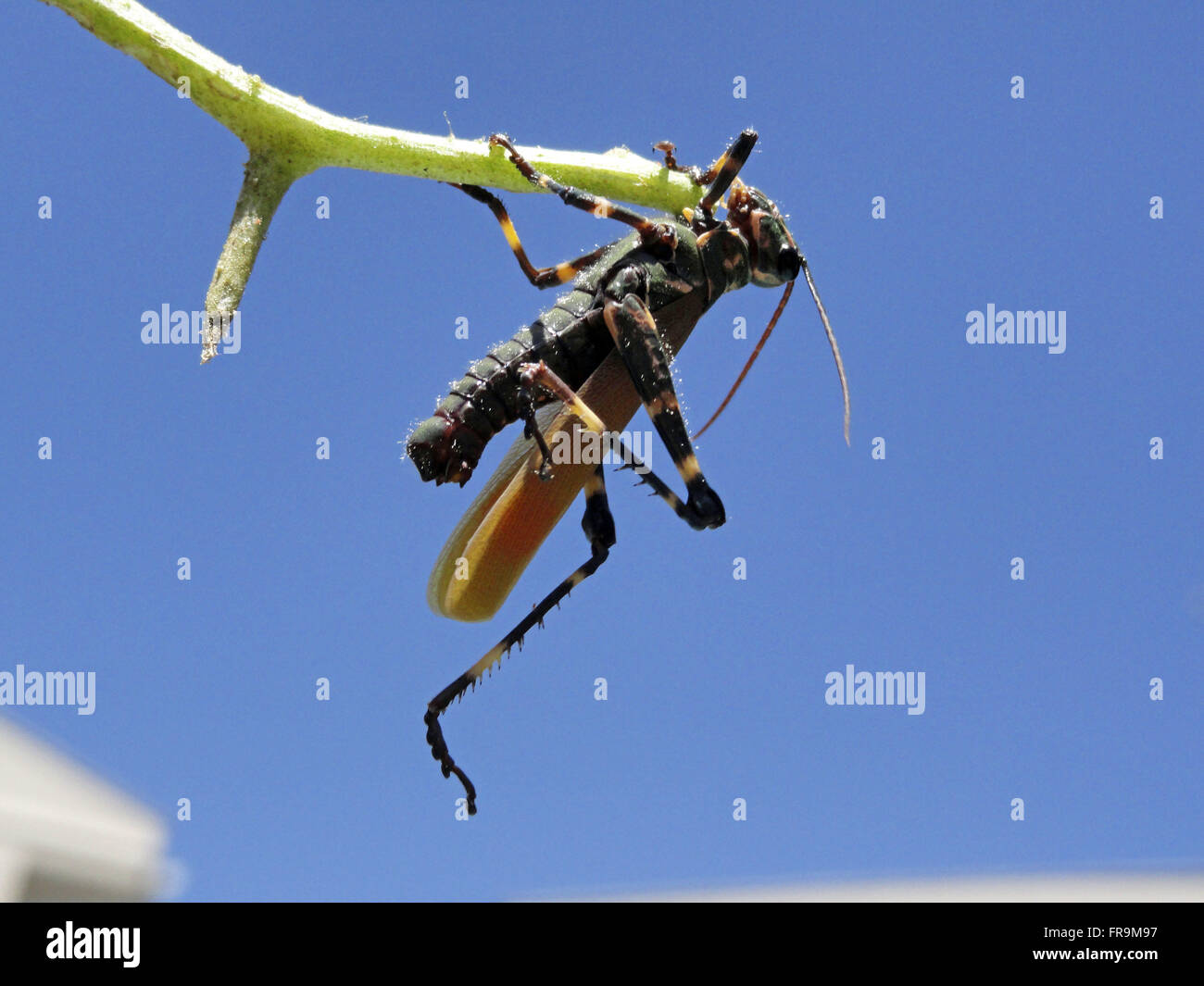 - Tropidacris collaris sauterelle - entrer dans l'âge adulte Banque D'Images