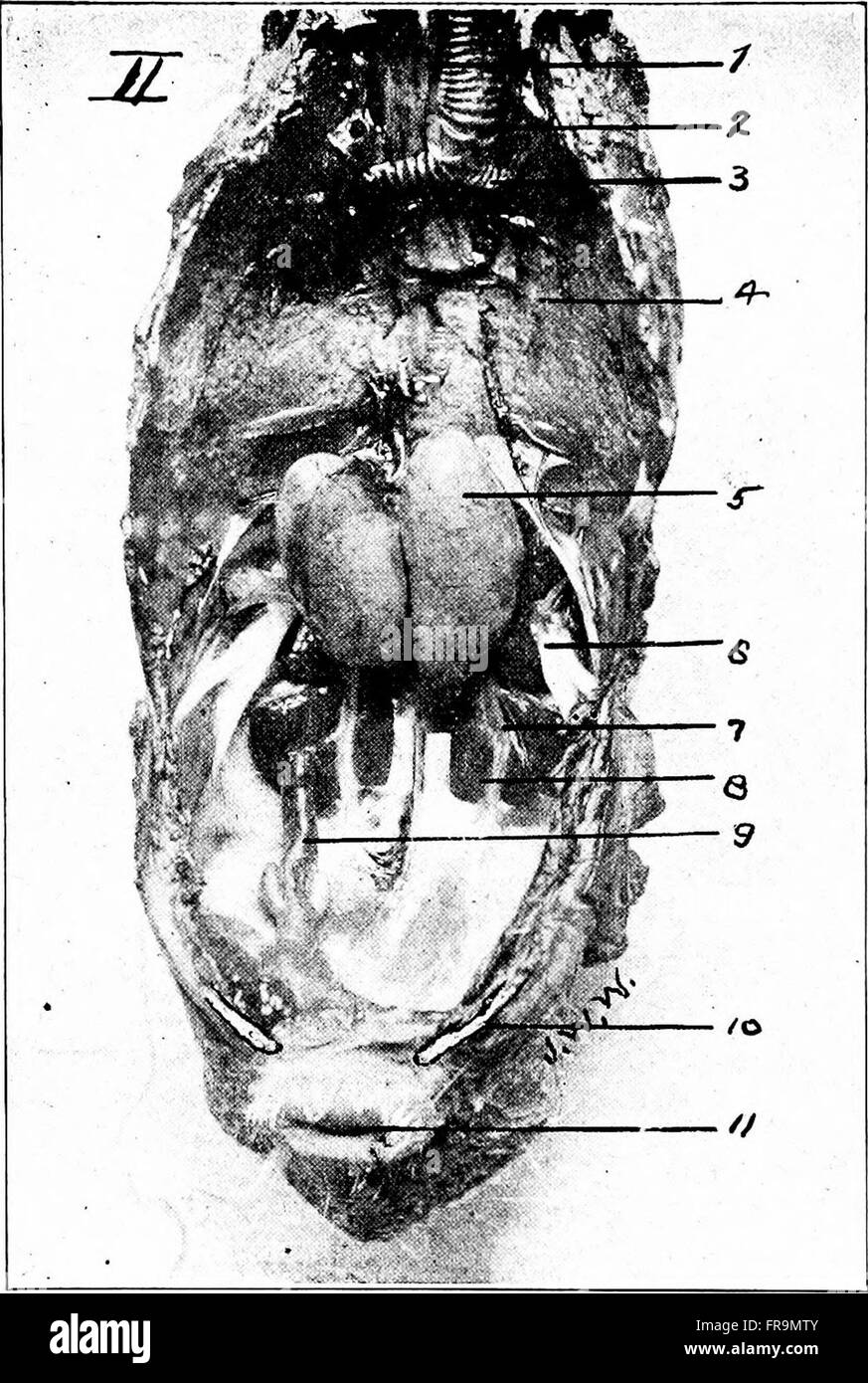 Ce manuel, publié en 1922, offre des conseils pratiques sur la reproduction des pigeons pour les amateurs et les éleveurs commerciaux, y compris des conseils sur les soins, le logement et la rentabilité. Banque D'Images