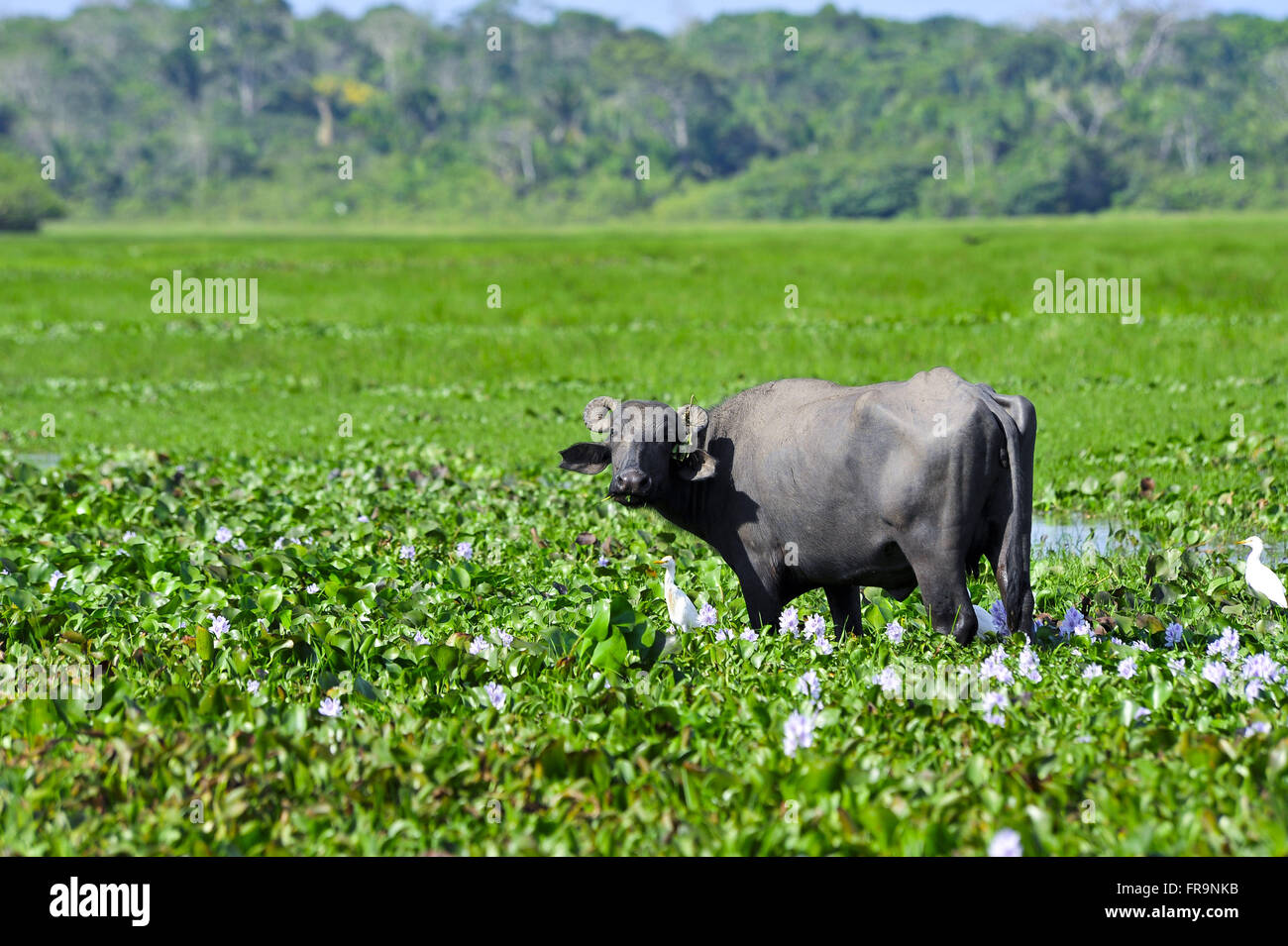 Le buffalo grazing in zone inondée dans la région amazonienne Banque D'Images