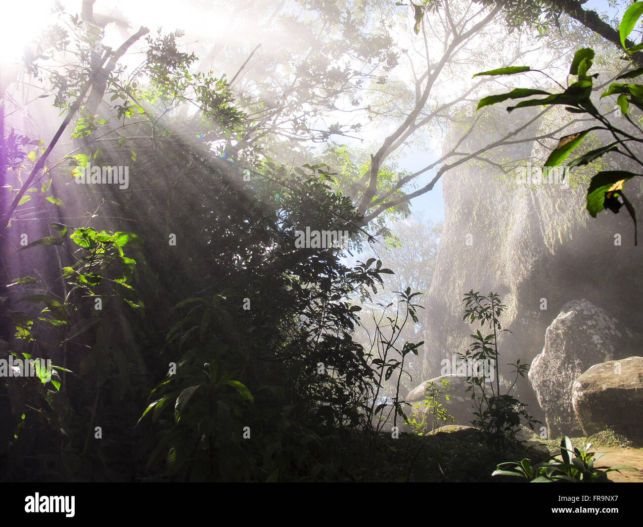 L'intérieur de la forêt dans le quartier de Pedra Redonda Monte Verde dans la Serra da Mantiqueira Banque D'Images