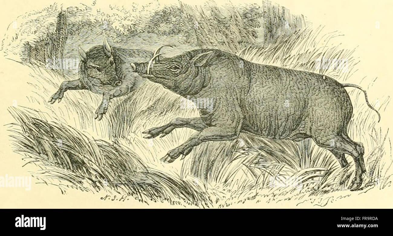 Le musée d'histoire naturelle, avec l'introduction sur l'histoire naturelle de la monde primitif - d'être un compte rendu populaire de la structure, des habitudes, et la classification des différents départements de Banque D'Images