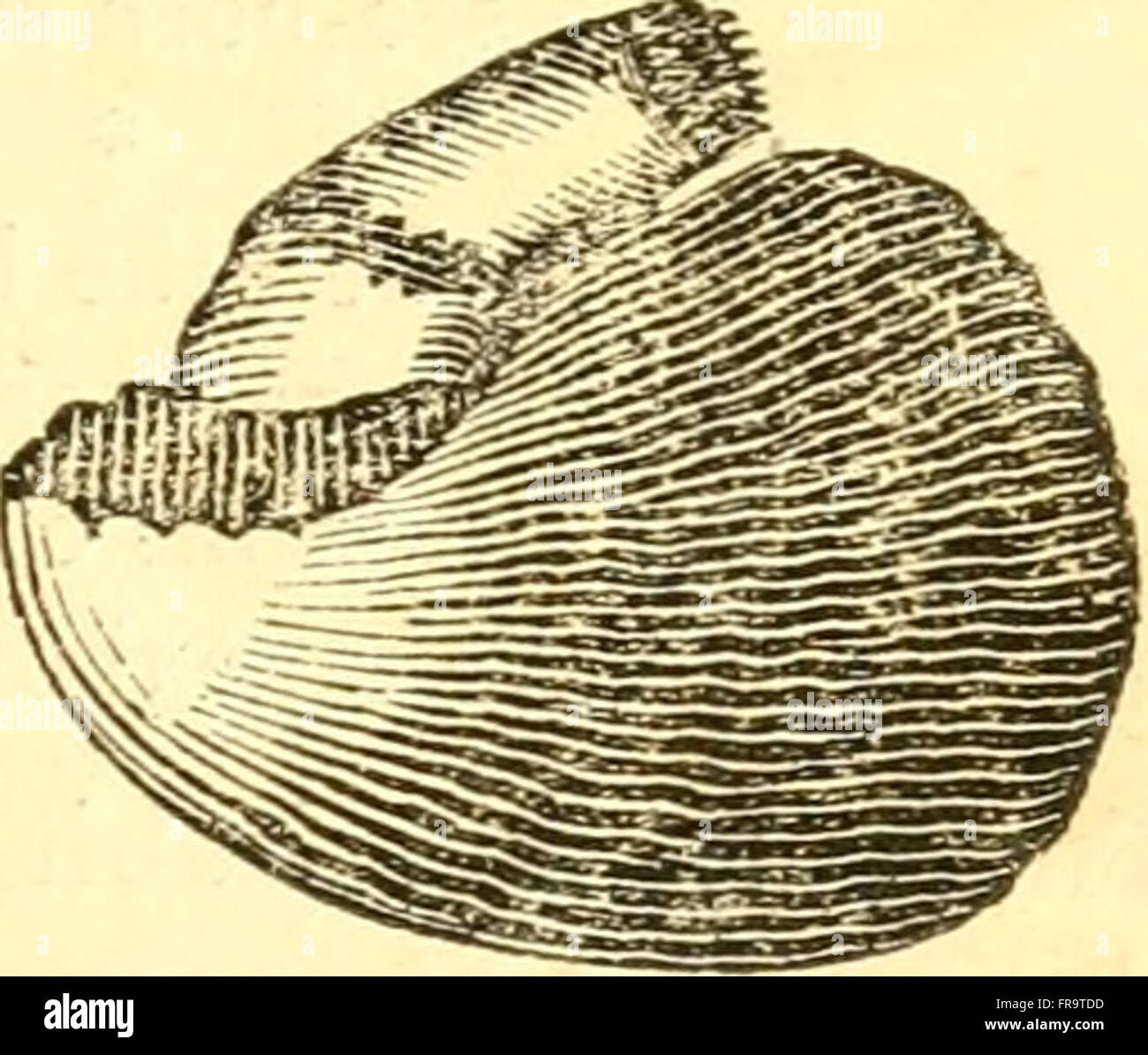 Le livre de coquilles - contenant les classes, mollusques Conchifera, Cirrhipeda, annulata, et crustacés (1837) Banque D'Images