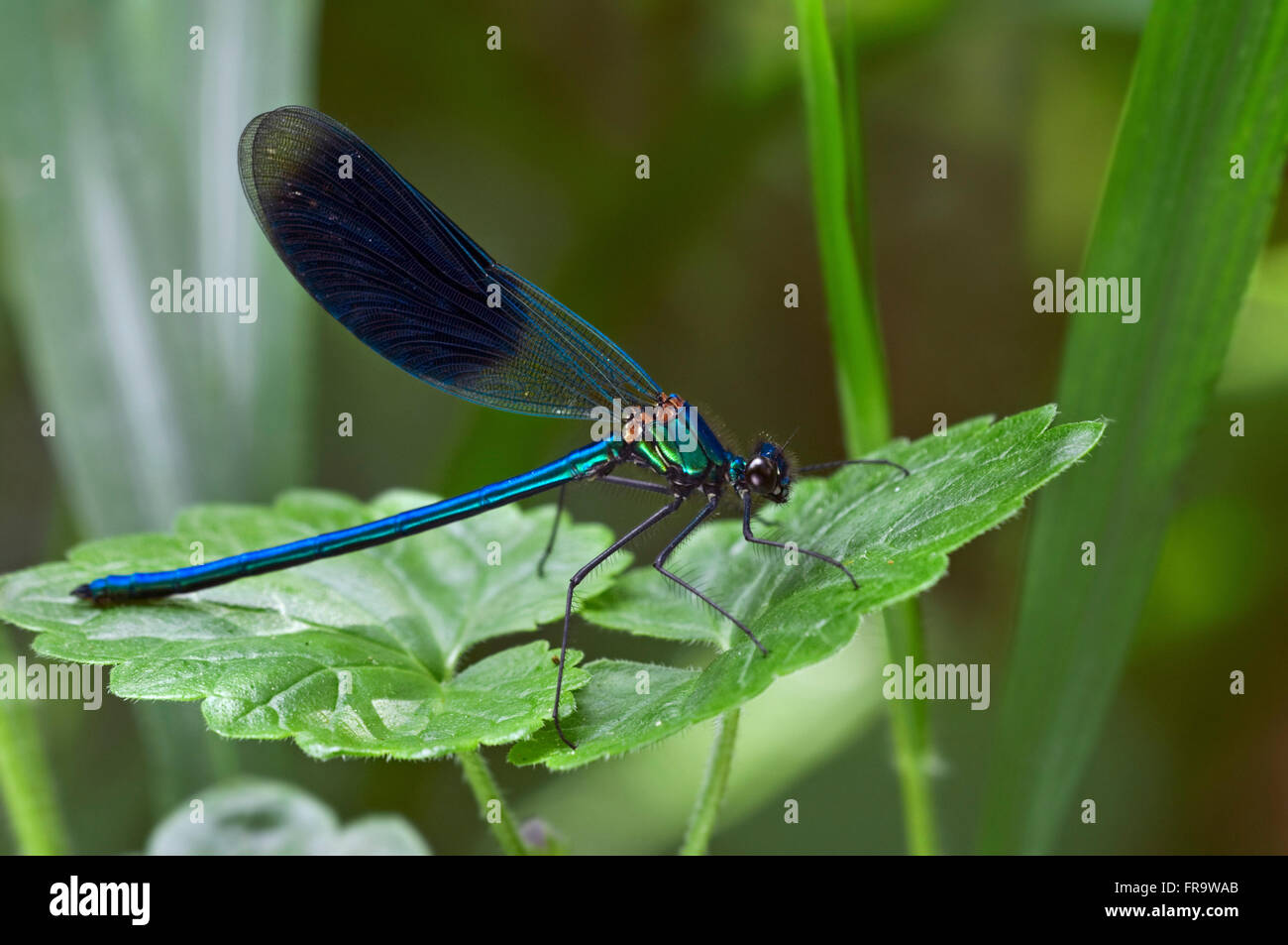 Demoiselle (Calopteryx splendens bagués) mâle sur l'usine Banque D'Images