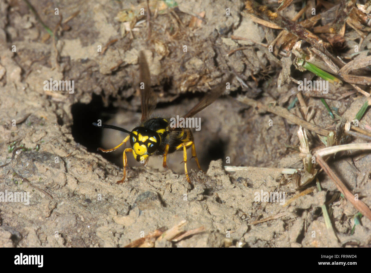 Guêpe européenne / Allemand / Allemand guêpe (Vespula germanica) yellowjacket laissant nid souterrain Banque D'Images