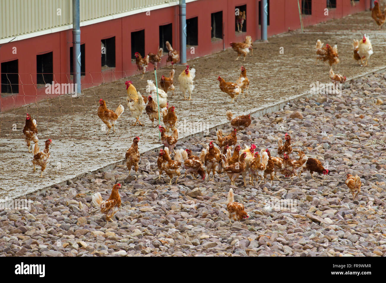 Les poules domestiques (Gallus gallus domesticus), commercial free range hens se déplacer librement à l'extérieur Banque D'Images