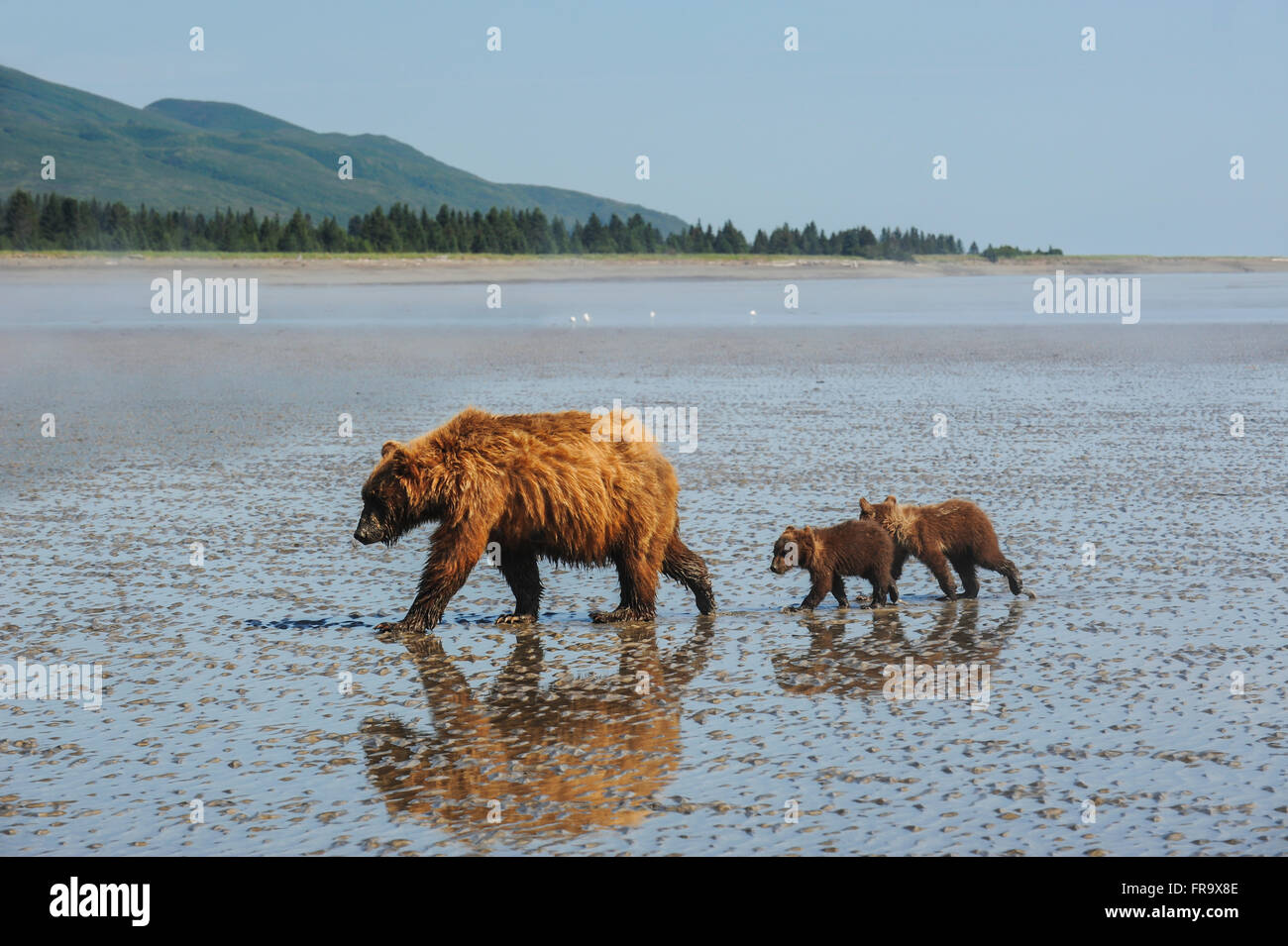 Un ours brun truie et ses petits se promener à travers les vasières à marée basse à la recherche de palourdes, Lake Clark National Park & préserver, en Alaska. Banque D'Images