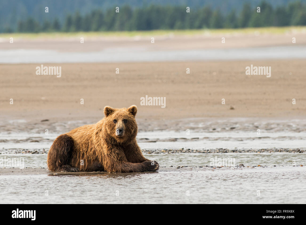 Un ours brun se reposant dans les vasières près de Silver Creek, Lake Clark National Park & préserver, en Alaska. Banque D'Images