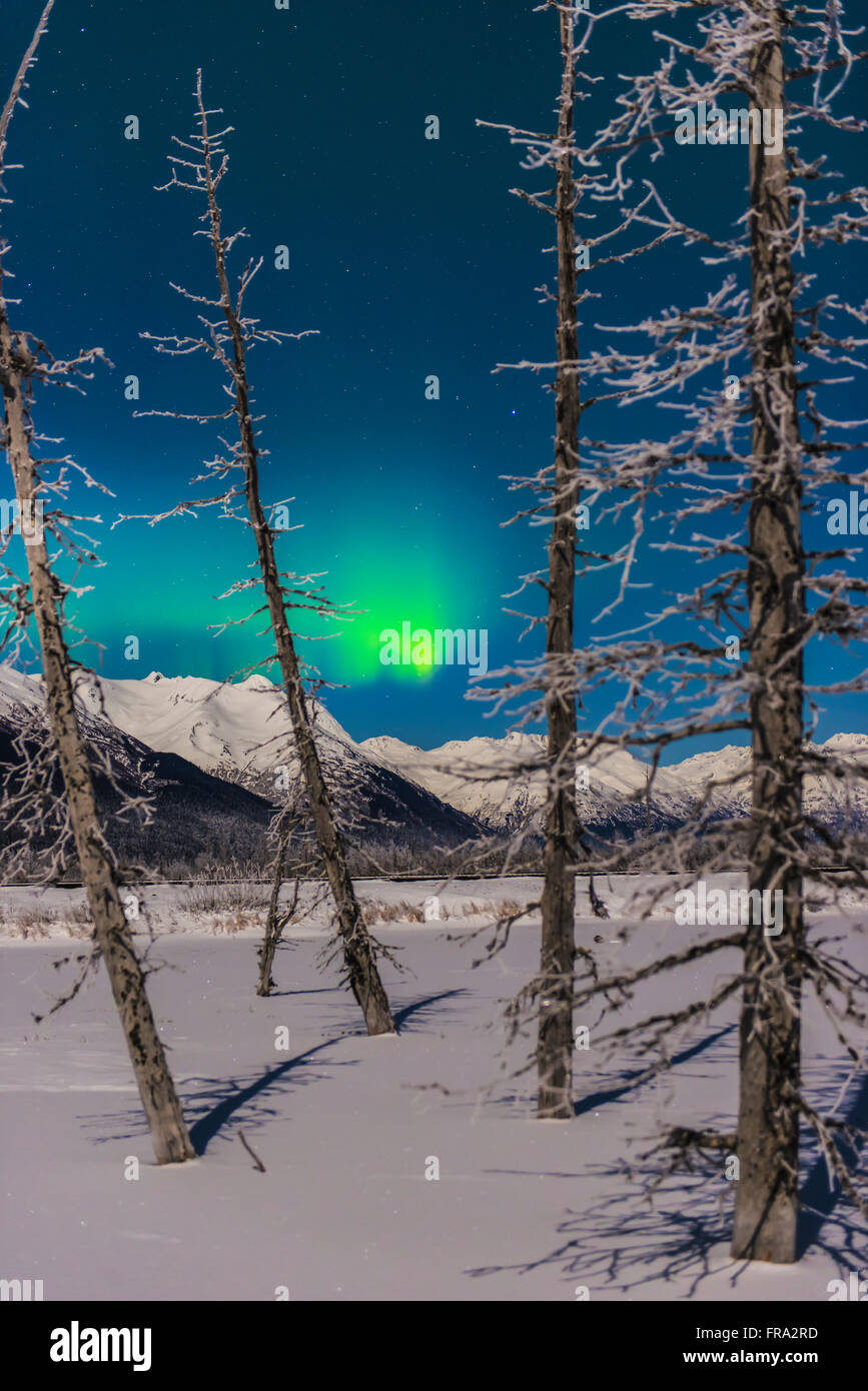 Un patch d'aurora borealis brille par frosty arbres le long du Turnagain Arm. Banque D'Images