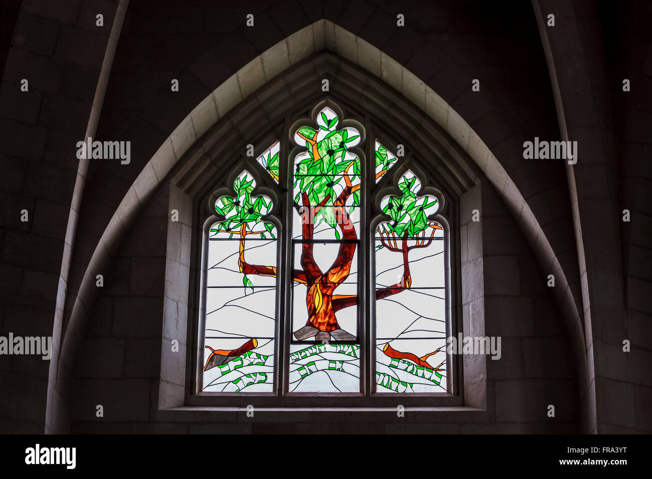 Vitrail coloré représentant un arbre, l'Église du Christ, Jérusalem, Israël Banque D'Images