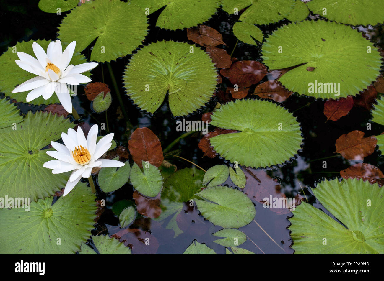Lily - également connu sous le nom de white water lily et Water Lily Banque D'Images