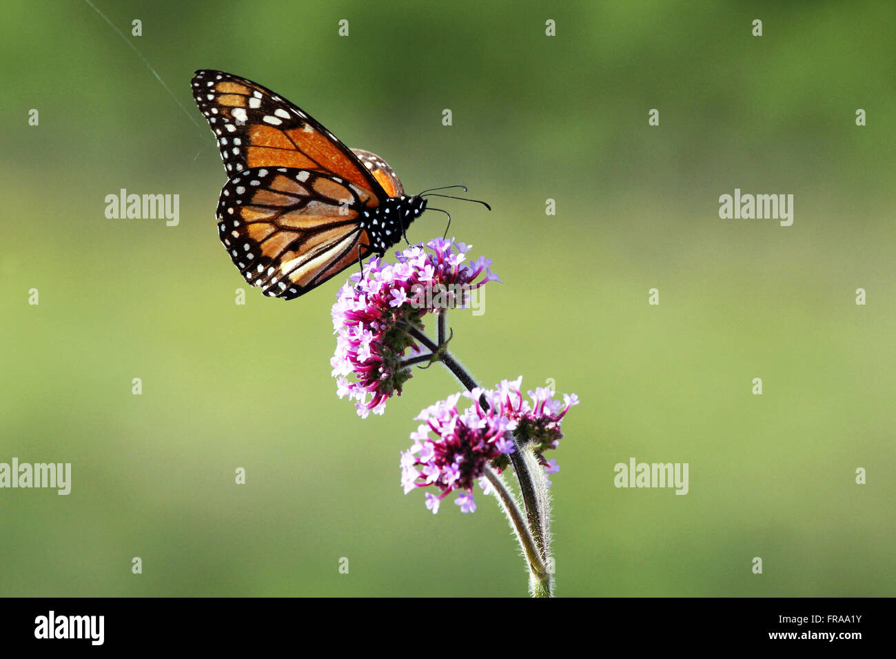 Le papillon Monarque Danaus plexippus - Fleurs Banque D'Images