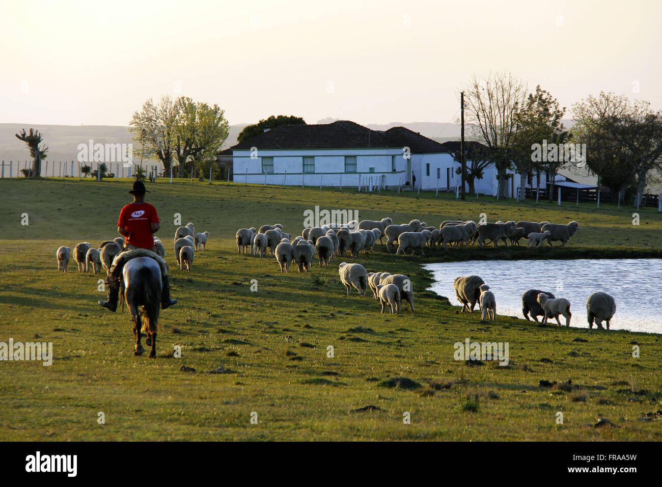 Pion de séjour menant troupeau de moutons - rural Cacapava do Sul - RS Banque D'Images